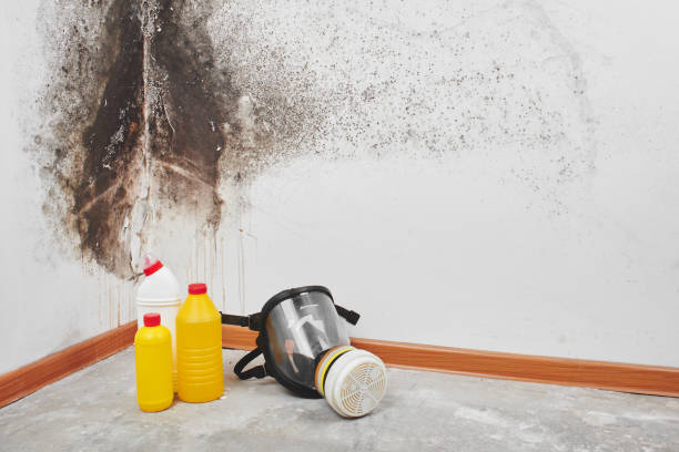 Reliable Canutillo, TX Mold Removal Solutions