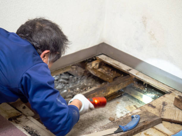 Best Mold Damage Repair  in Canutillo, TX
