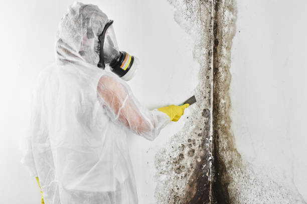 Best Mold Cleaning Services  in Canutillo, TX