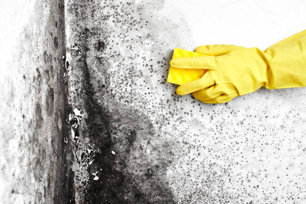 Best Home Mold Removal  in Canutillo, TX