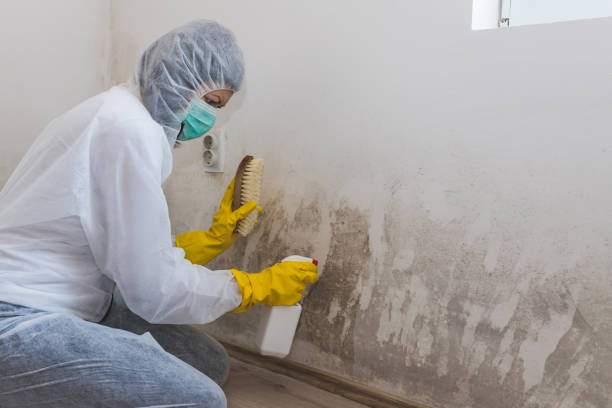 Best Mold Removal Company Near Me  in Canutillo, TX