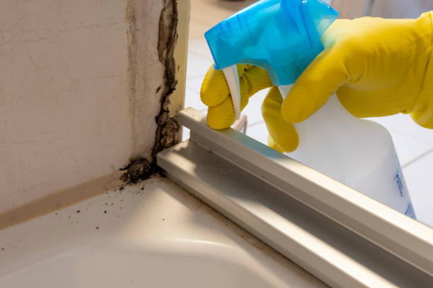 Best Mold Testing and Removal  in Canutillo, TX