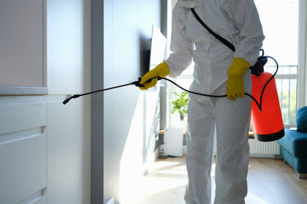 Best Office Mold Removal Services  in Canutillo, TX