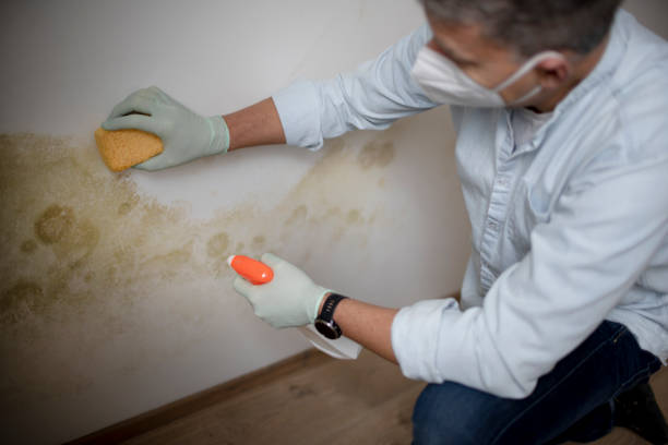 Best Mold Testing  in Canutillo, TX