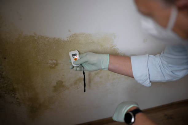 Best Home Mold Removal  in Canutillo, TX