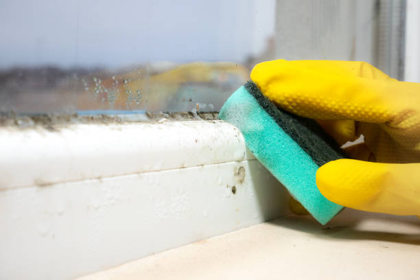 Best Black Mold Removal  in Canutillo, TX