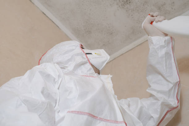 Best Attic Mold Removal  in Canutillo, TX