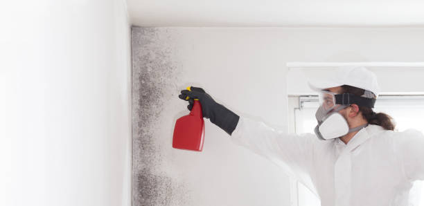 Best Local Mold Removal Service  in Canutillo, TX