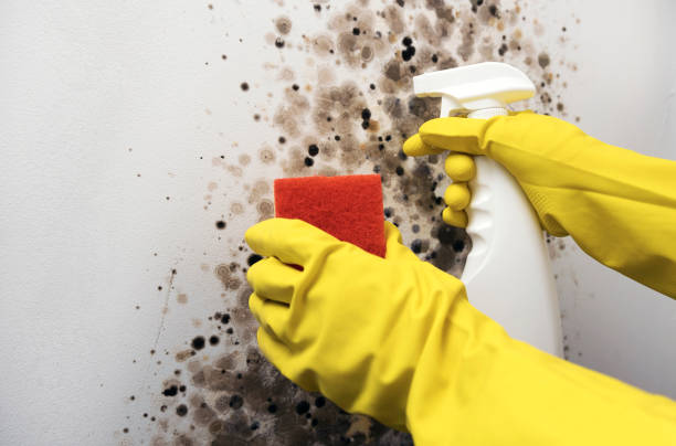 Best Mold Testing  in Canutillo, TX