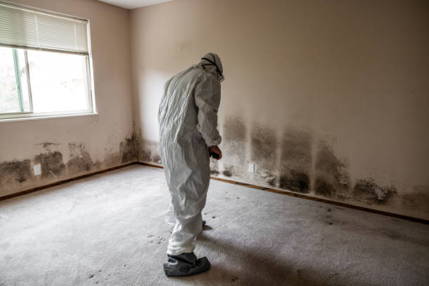 Certified Mold Removal in Canutillo, TX