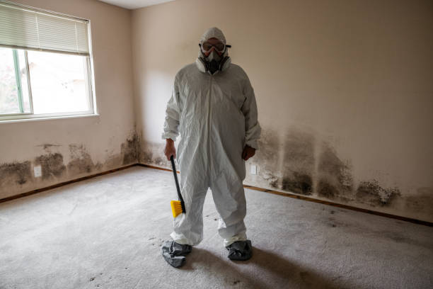 Best Certified Mold Removal  in Canutillo, TX