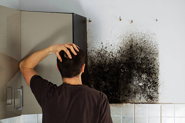 Best Office Mold Removal Services  in Canutillo, TX