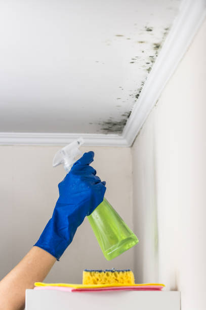 Mold Removal Process in Canutillo, TX
