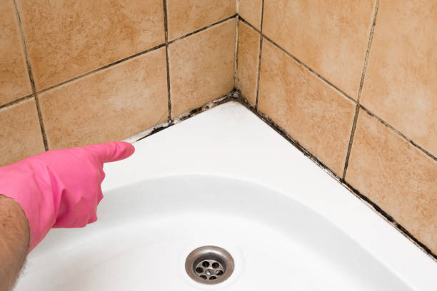 Best Same-Day Mold Removal  in Canutillo, TX